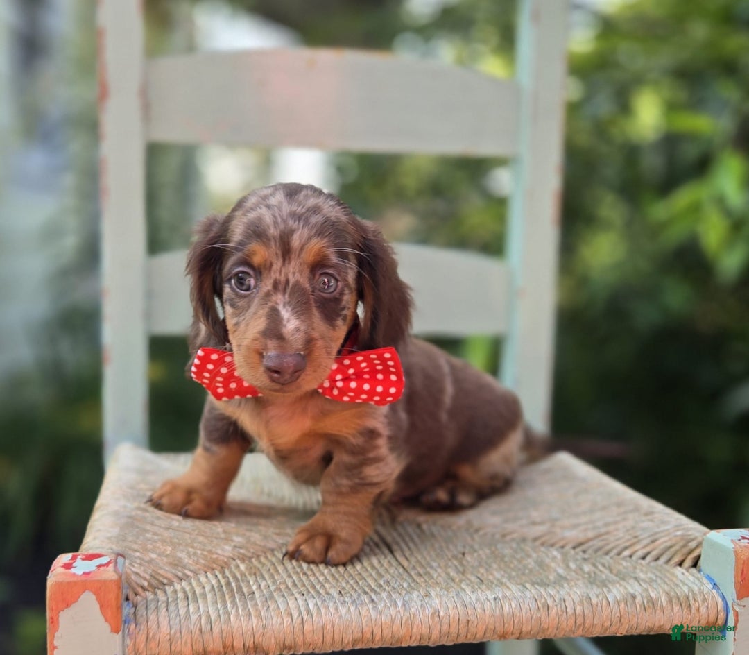 Miniature Dachshund dogs for sale: Kyle - Image 8