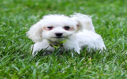 Maltese dogs for sale: River - Image 14
