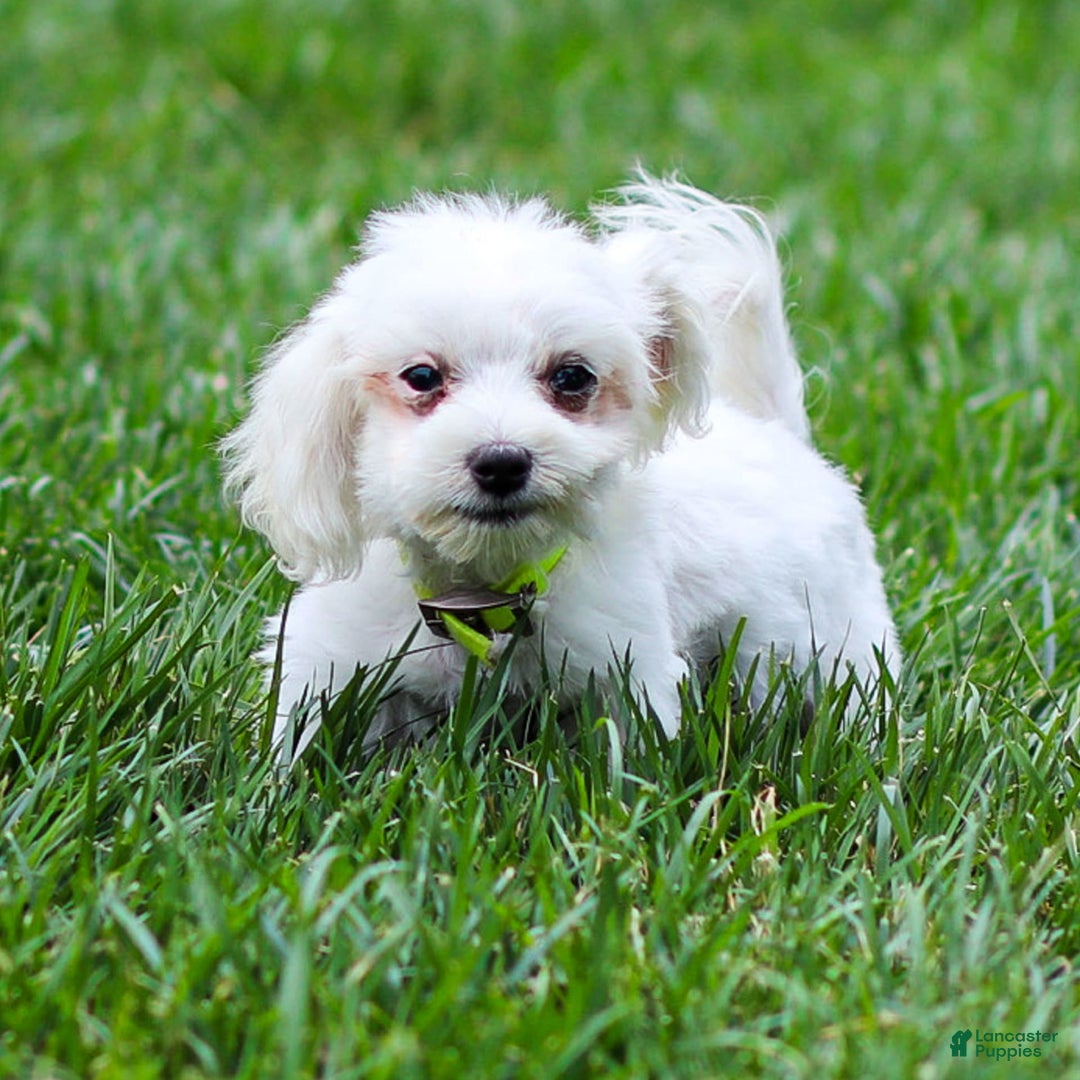 Maltese dogs for sale: River - Image 14