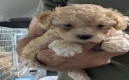 Toy Poodle dogs for sale: Link - Image 1