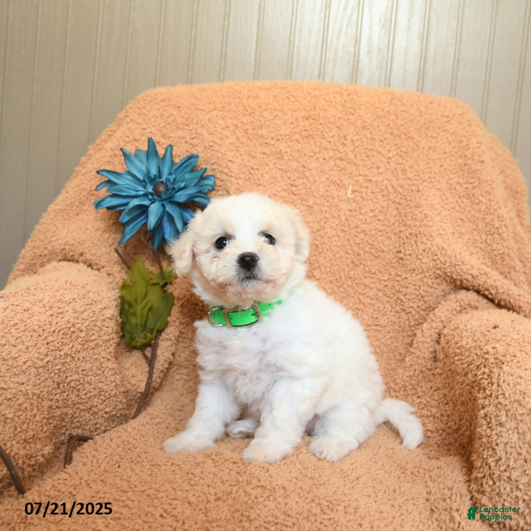Bichon Frise dogs for sale: Kayla - Image 2