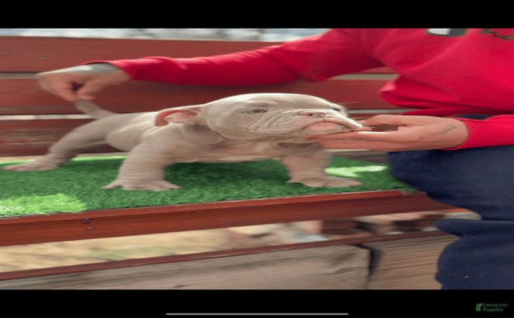 American Bully dogs for sale - Ad 1