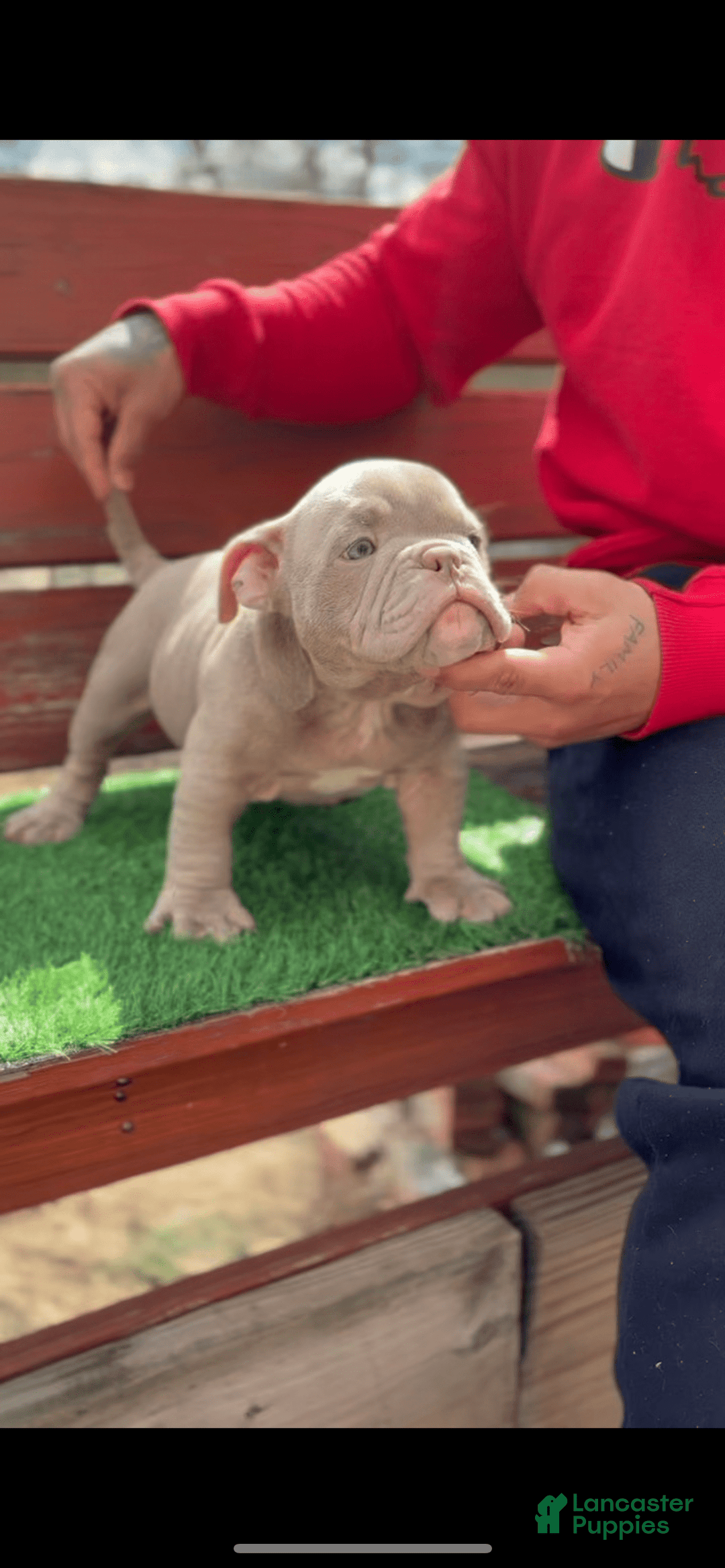 American Bully dogs for sale: Scar - Image 1