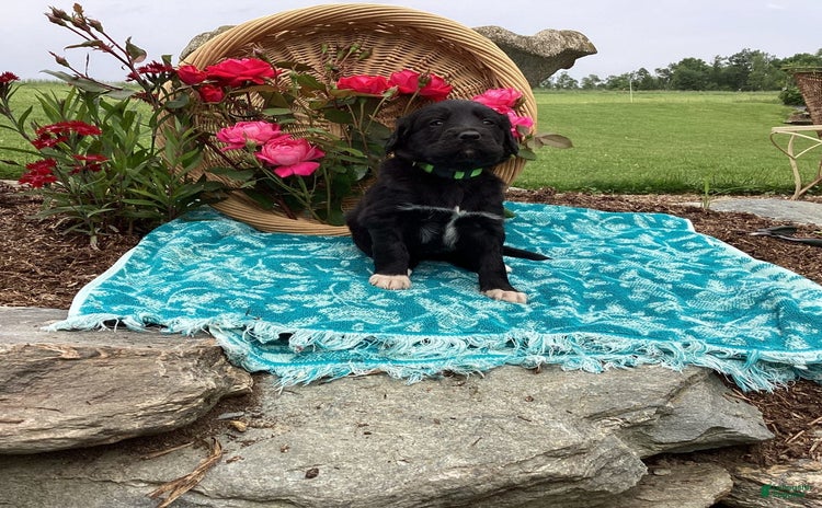 Labradoodle dogs for sale - Ad 1