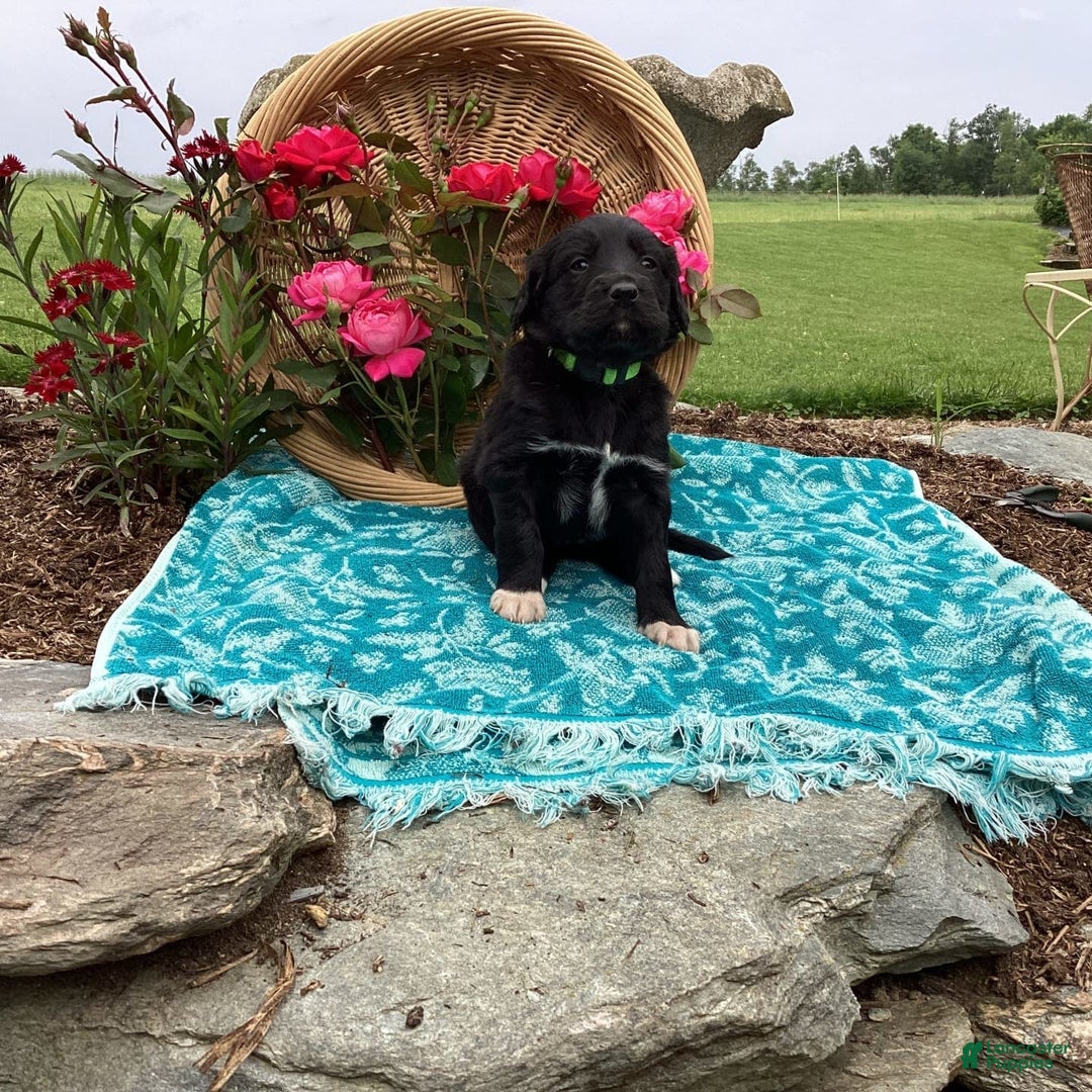 Labradoodle dogs for sale: Green Collar Girl Lil Pokey - Image 1