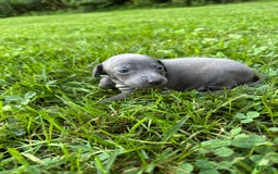 Italian Greyhound dogs for sale: Bobby - Image 3