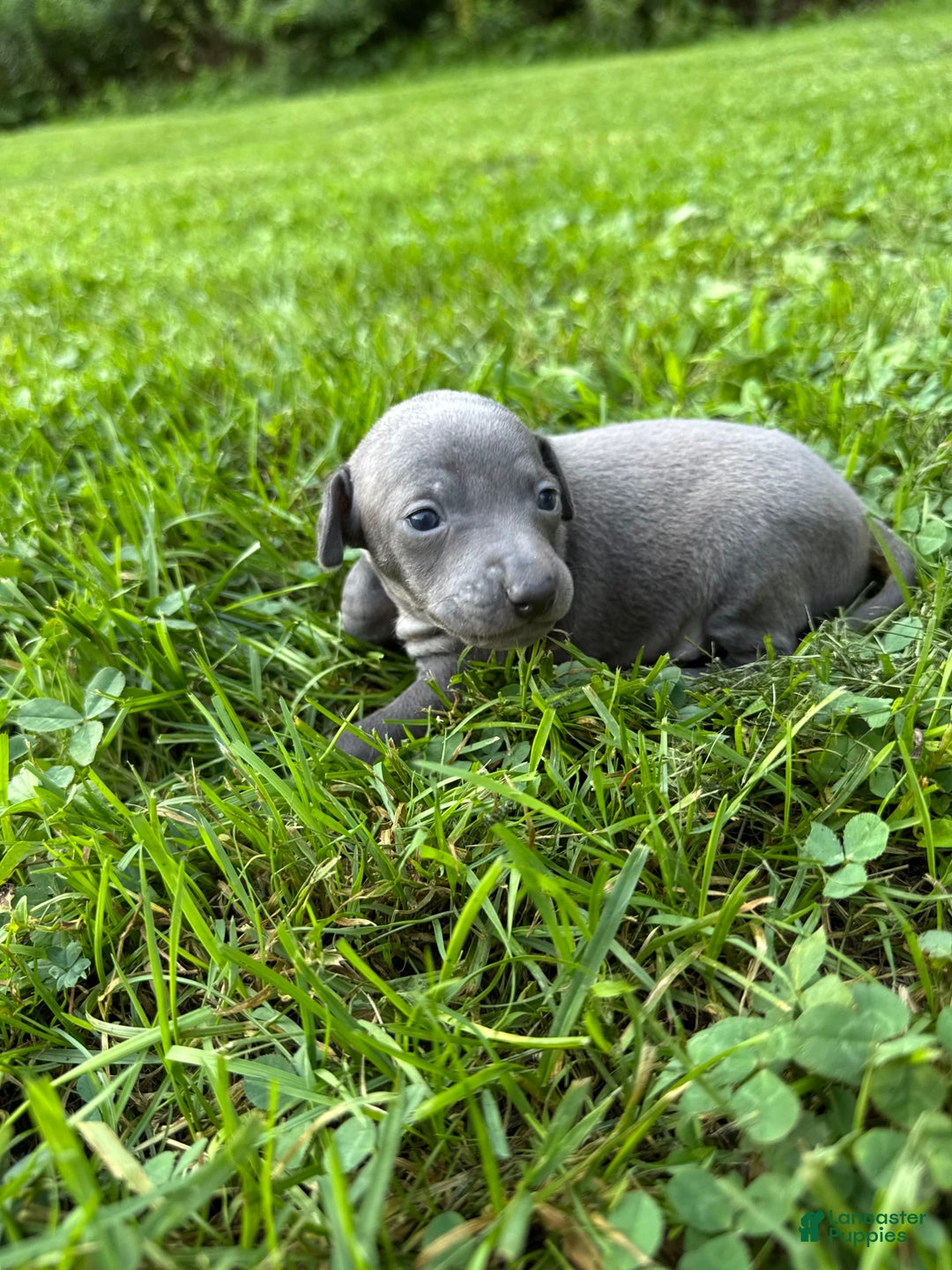 Italian Greyhound dogs for sale: Bobby - Image 3