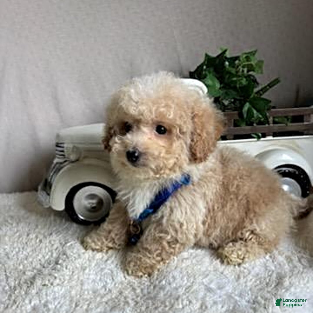 Bichpoo dogs for sale: Gabe - Image 10