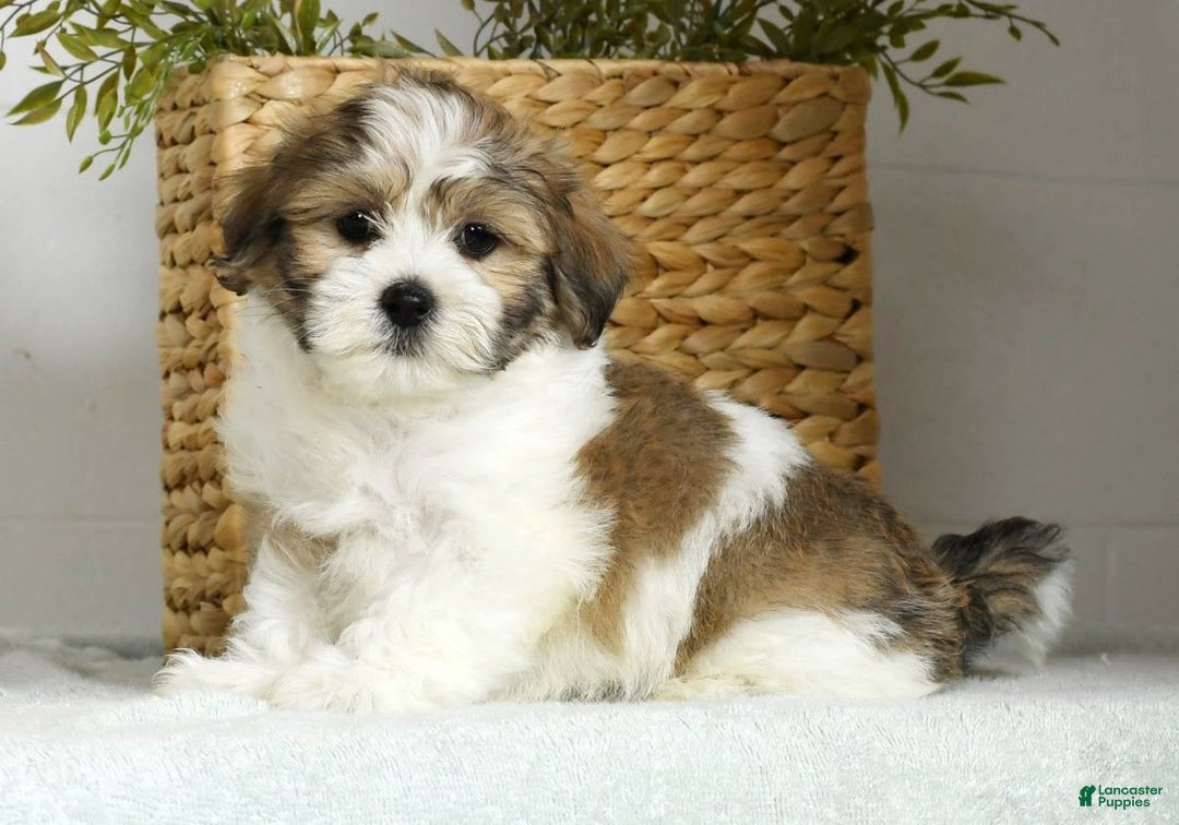 Teddy Bear dogs for sale: Wells - Image 4