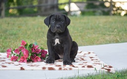 Cane Corso dogs for sale: Rocco - Image 3