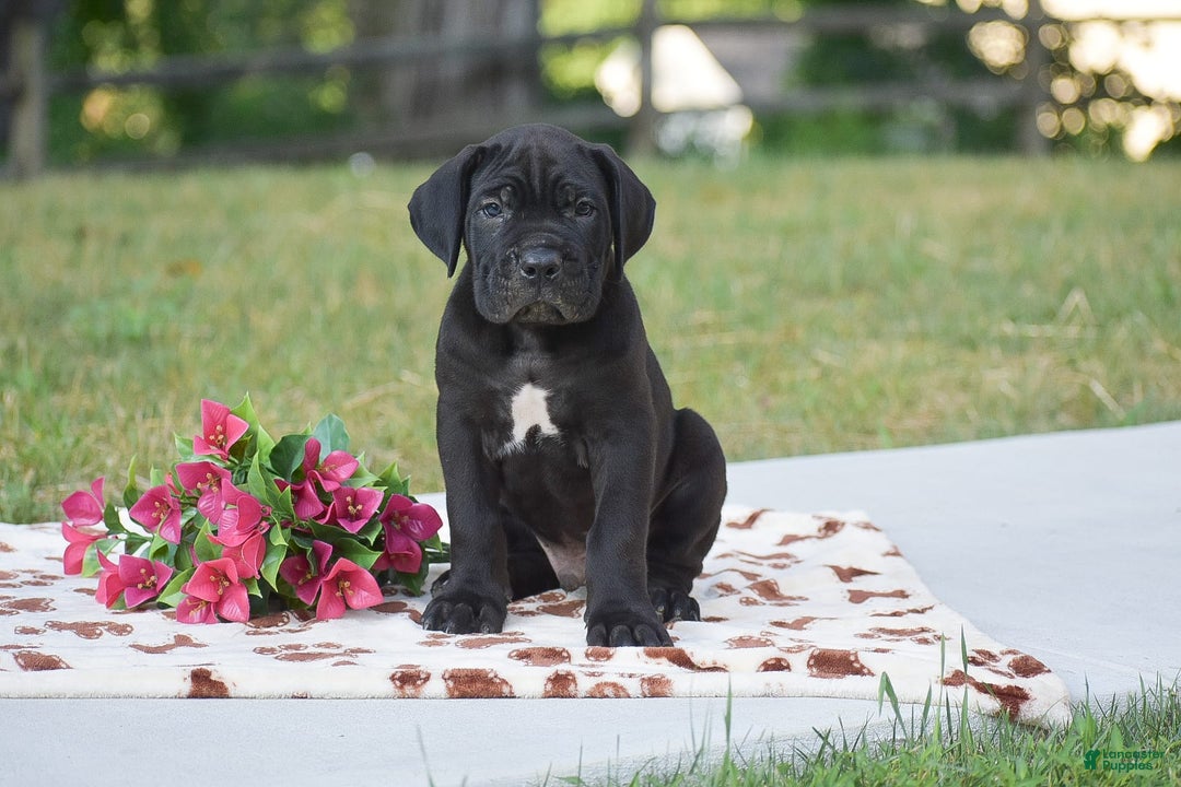 Cane Corso dogs for sale: Rocco - Image 3