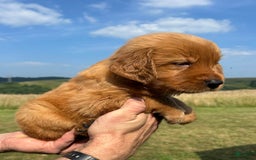 Golden Retriever dogs for sale: Honey - Image 19