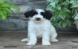 Bernedoodle dogs for sale: Jade - Image 2