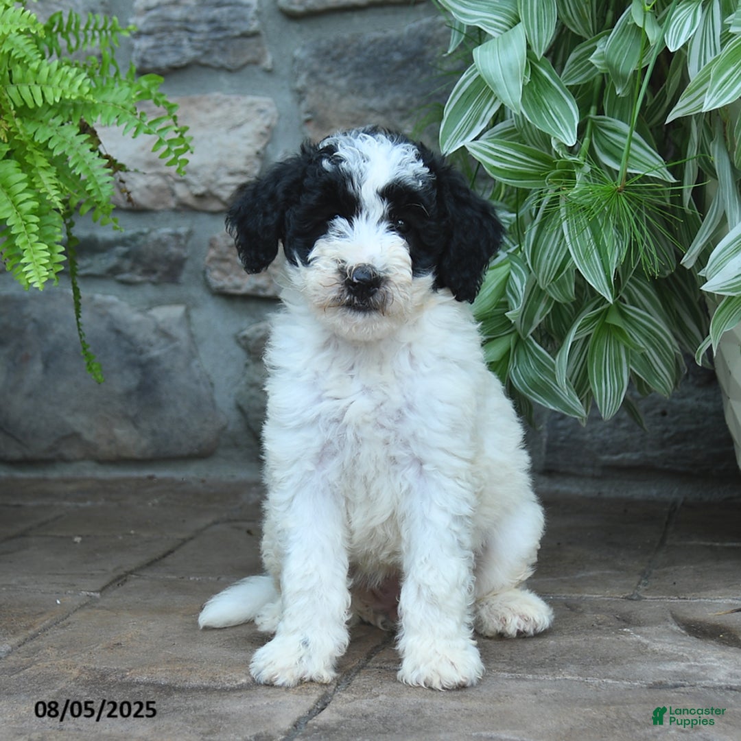 Bernedoodle dogs for sale: Jade - Image 2