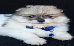 Pomeranian dogs for sale: Teddy - Image 1