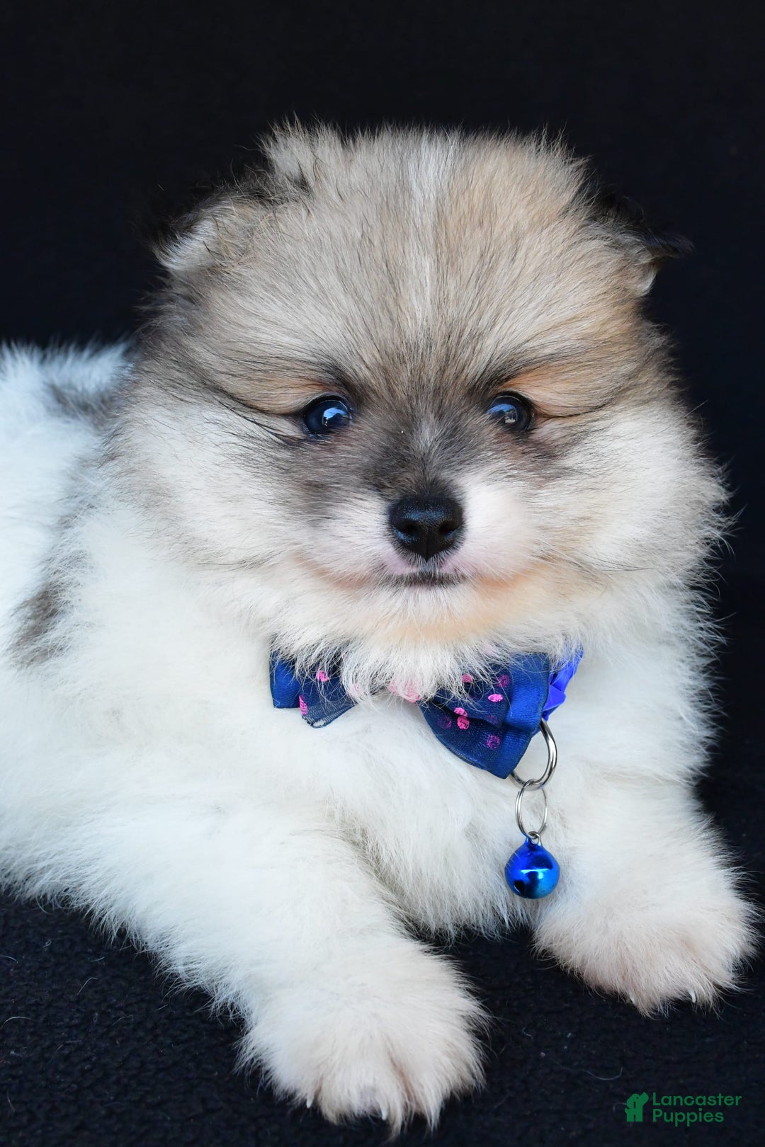 Pomeranian dogs for sale: Teddy - Image 1