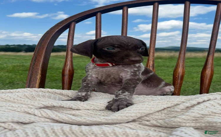 German Shorthaired Pointer dogs for sale - Ad 3