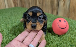 Cavalier King Charles Spaniel dogs for sale: Brin Girl 1 - Image 2
