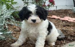 Cavapoo dogs for sale: Cole - Image 1