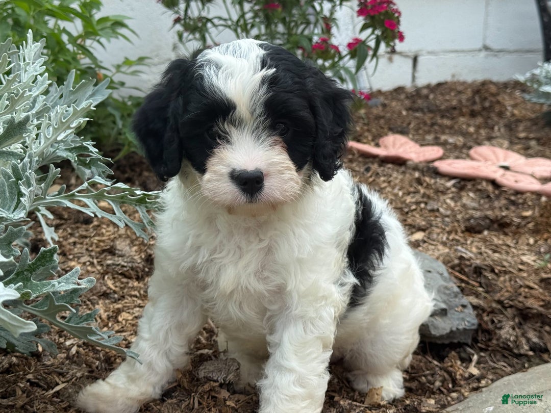 Cavapoo dogs for sale: Cole - Image 1