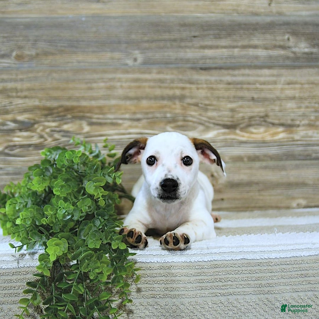 Jack Russell Terrier dogs for sale: Tia - Image 7