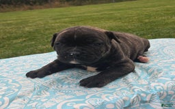 American Bulldog dogs for sale: Miss Trenchbell - Listing for pets: Miss Honey, Matilda, Miss Trenchbell, Harry - Image 6