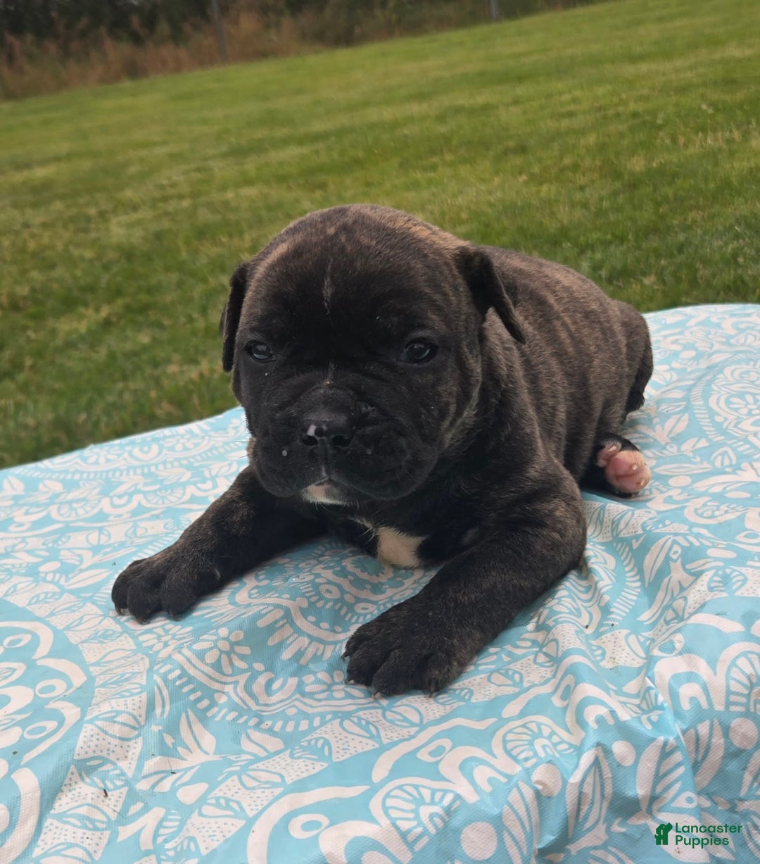 American Bulldog dogs for sale: Miss Trenchbell - Listing for pets: Miss Honey, Matilda, Miss Trenchbell, Harry - Image 6