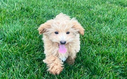 Maltipoo dogs for sale: Solomon - Image 2