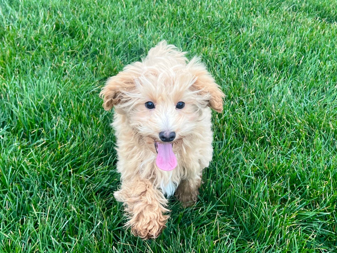 Maltipoo dogs for sale: Solomon - Image 2