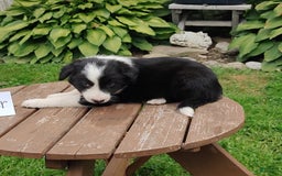Border Collie dogs for sale: Tucker - Image 3