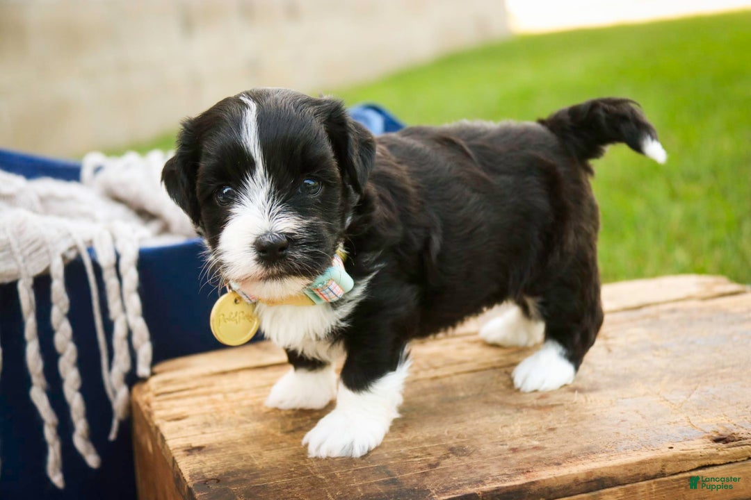 Havanese dogs for sale: Roo - Image 4