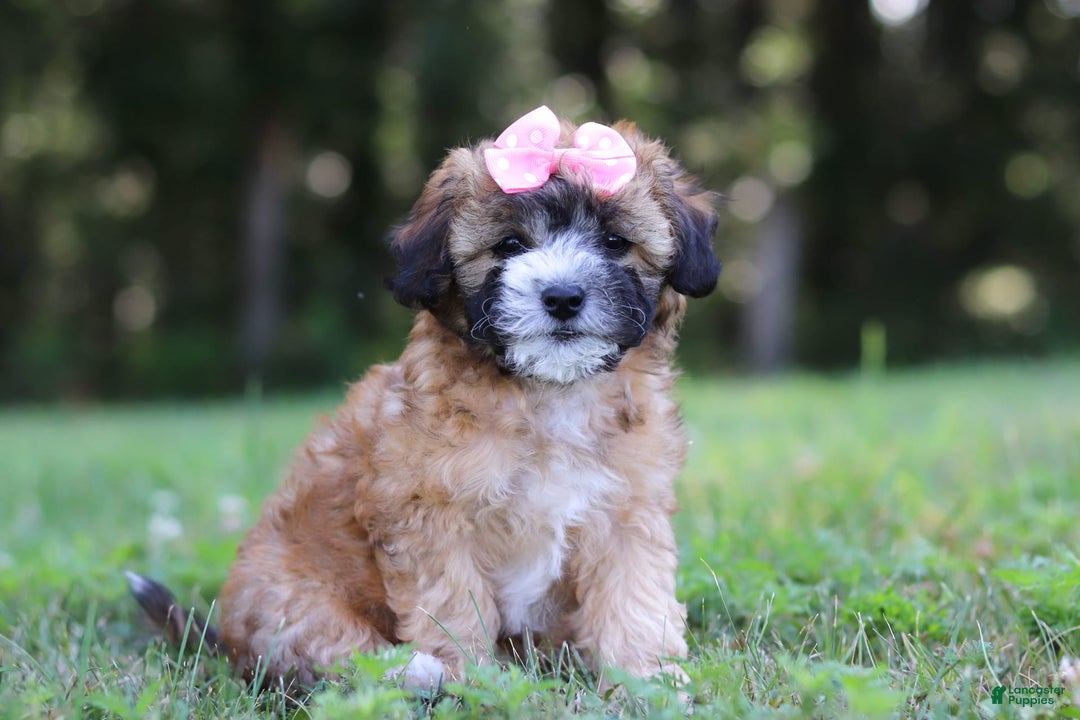 Shihpoo dogs for sale: Amelia - Image 8