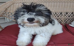 Toy Poodle dogs for sale: Ethan - Image 12