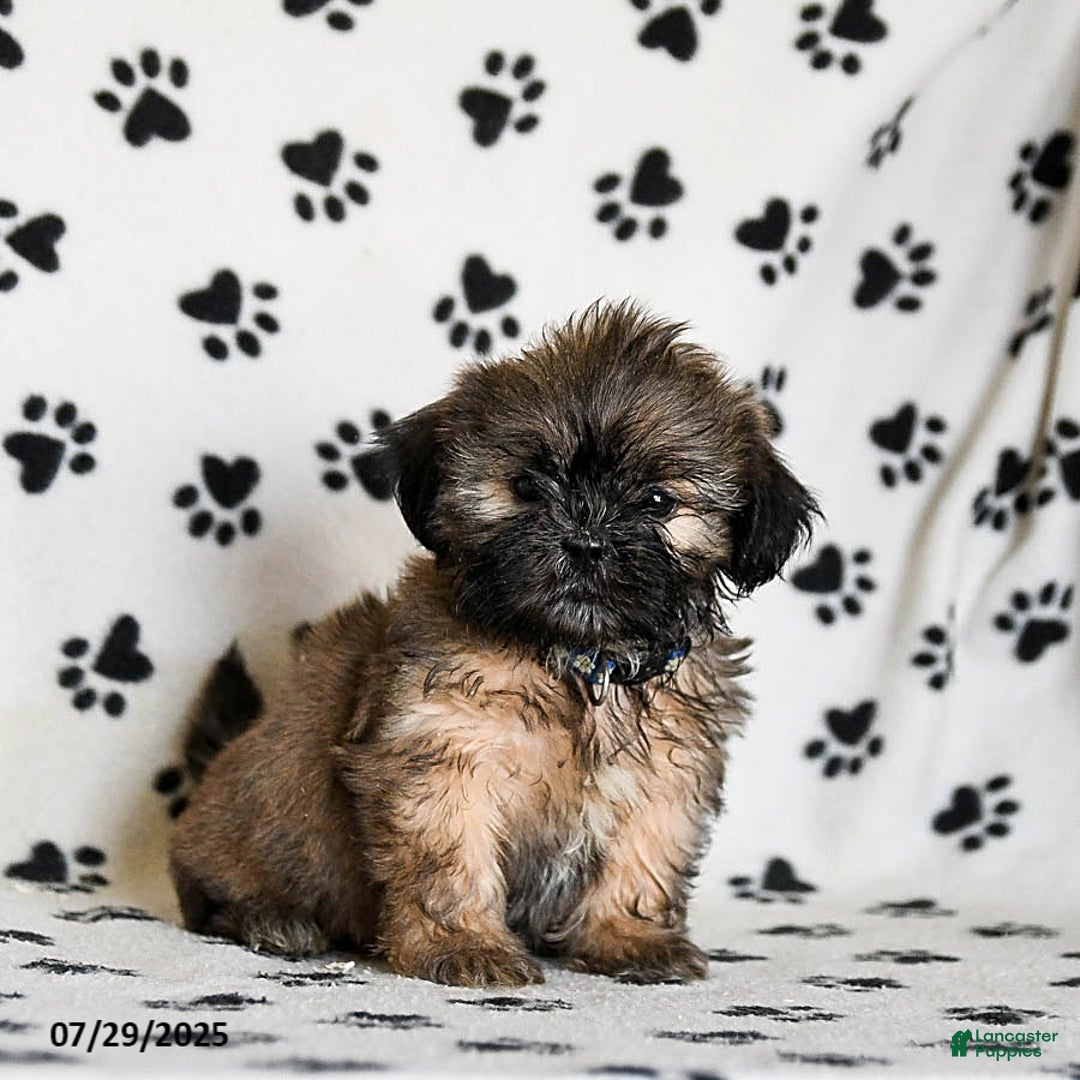 Shih Tzu dogs for sale: Patches - Image 1