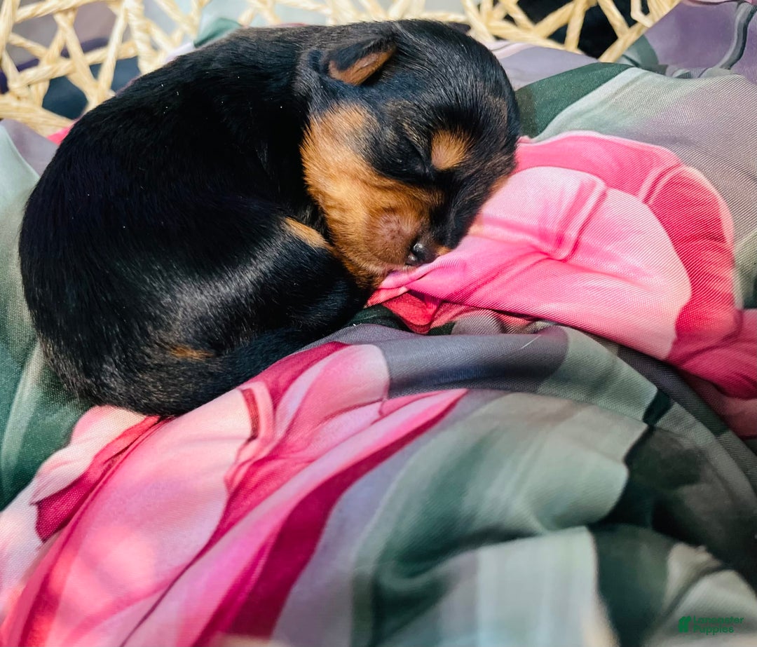 Yorkshire Terrier dogs for sale: Stella - Image 5