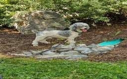 Mini Bernedoodle dogs for sale: Sally - Image 15