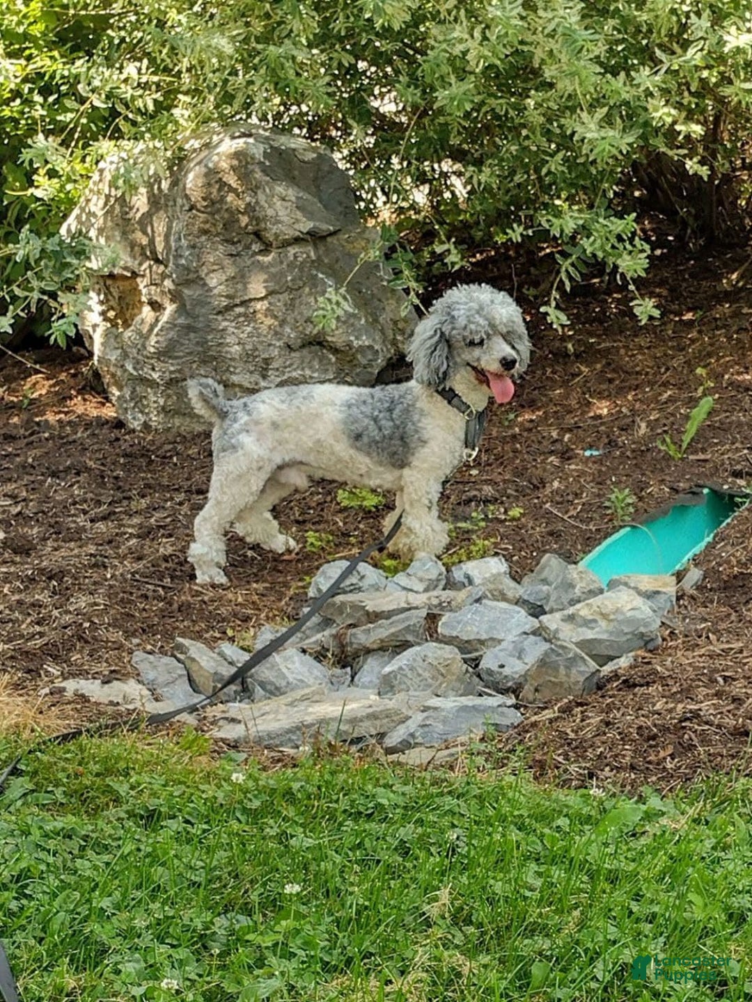 Mini Bernedoodle dogs for sale: Sally - Image 15
