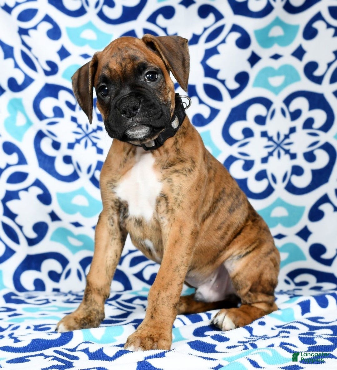Boxer dogs for sale: Bennah - Image 6