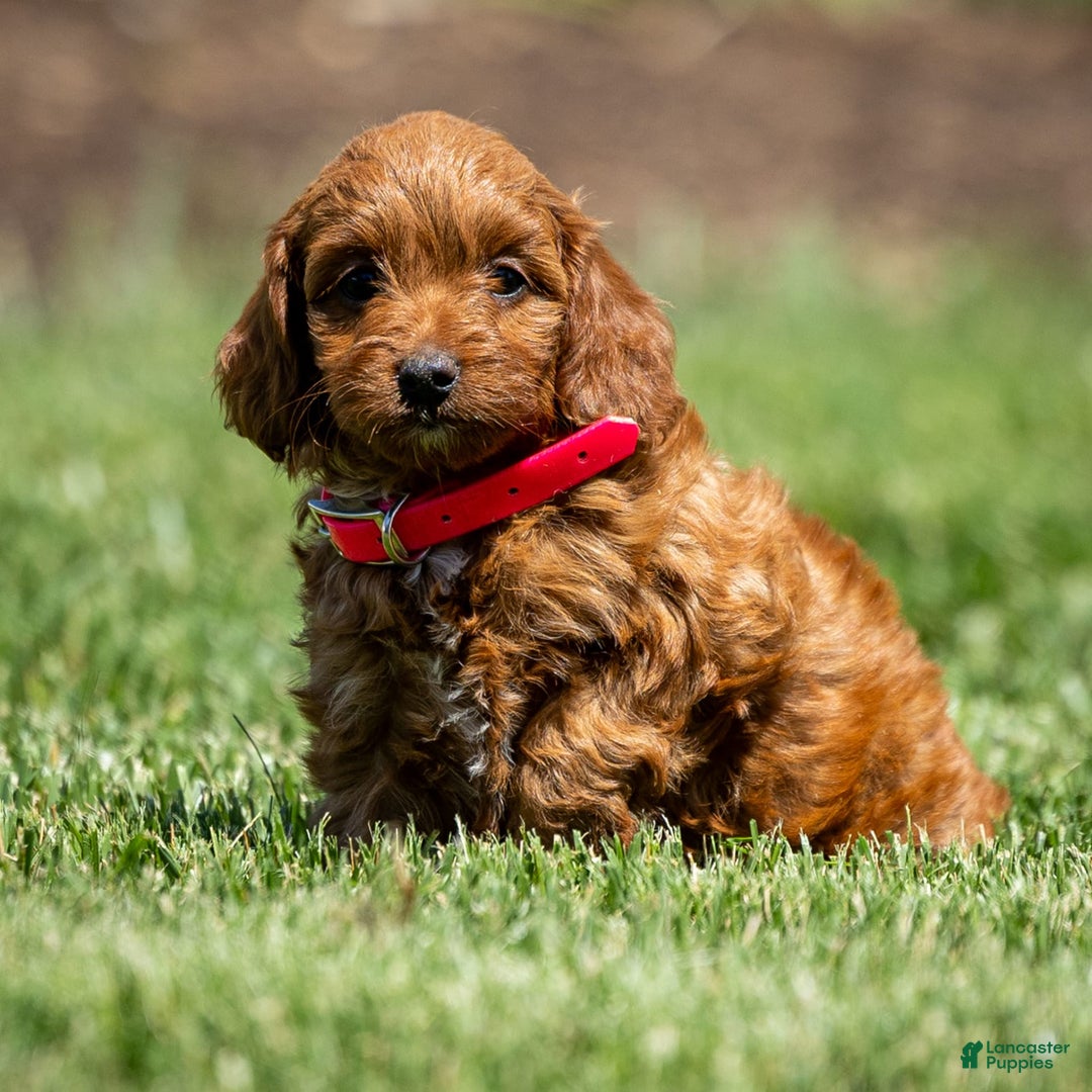 Goldendoodle dogs for sale: Alice - Image 1