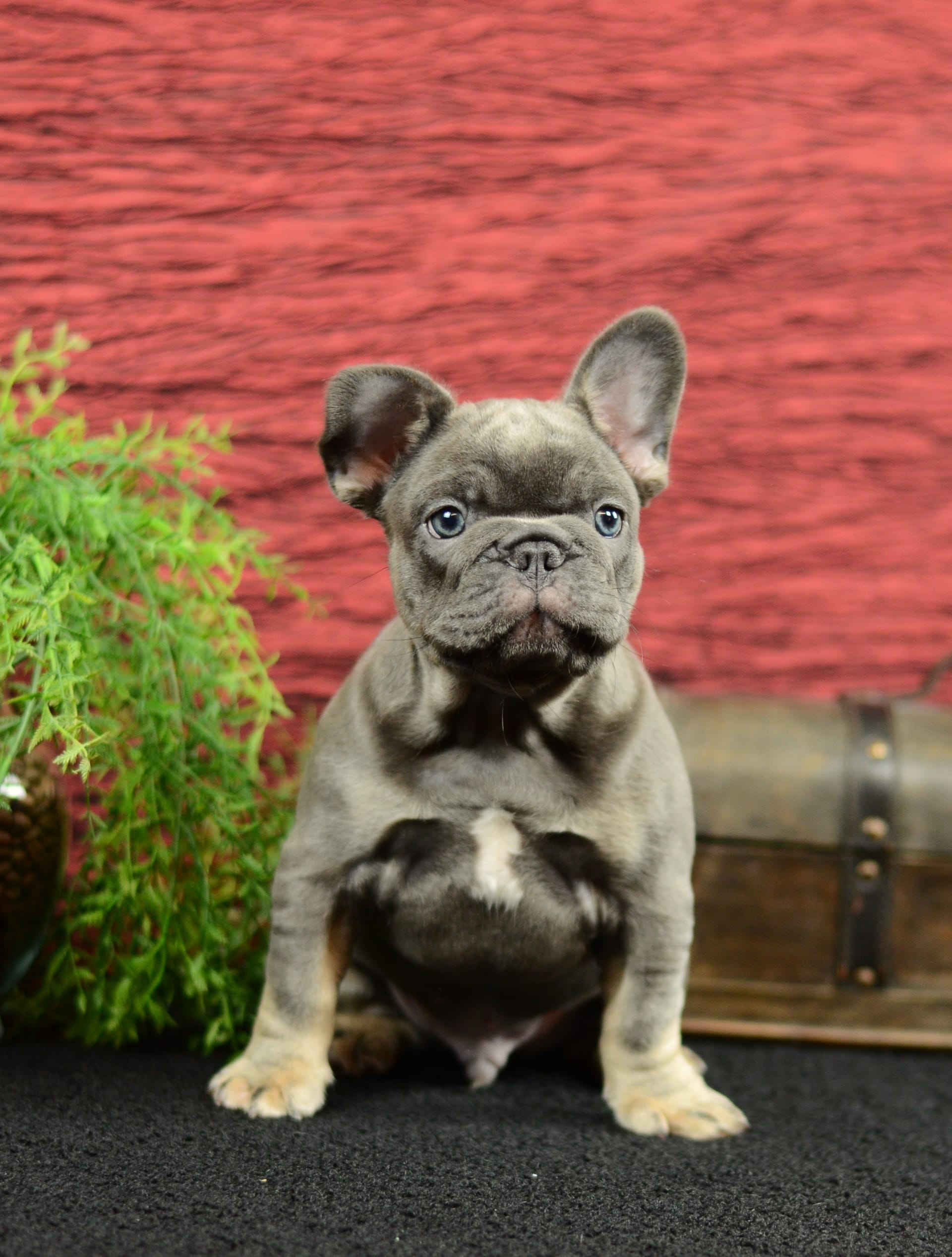 French Bulldog dogs for sale: Benji - Image 5