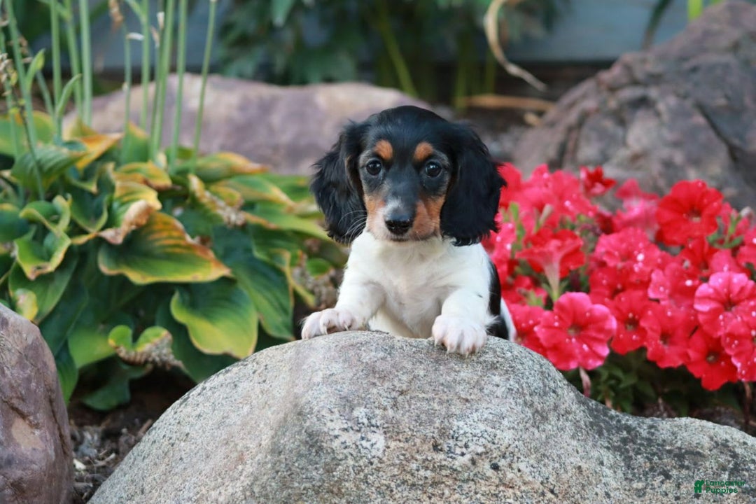 Miniature Dachshund dogs for sale: Barbie - Image 1