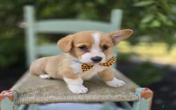 Welsh Corgi Pembroke dogs for sale: Tony - Image 2