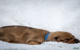 Miniature Dachshund dogs for sale: Celebrity - Image 8