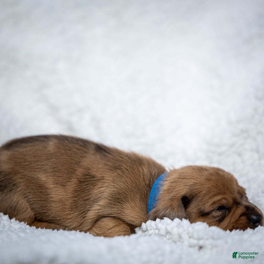 Miniature Dachshund dogs for sale: Celebrity - Image 8