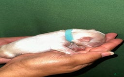 French Bulldog dogs for sale: Chyna - Image 5