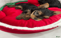 Yorkshire Terrier dogs for sale: Strawberry - Image 2