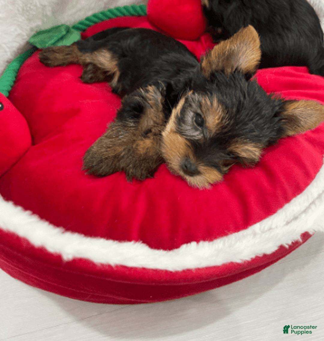 Yorkshire Terrier dogs for sale: Strawberry - Image 2