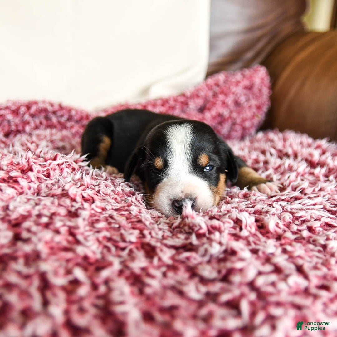 Greater Swiss Mountain Dog dogs for sale: Harvey - Image 1