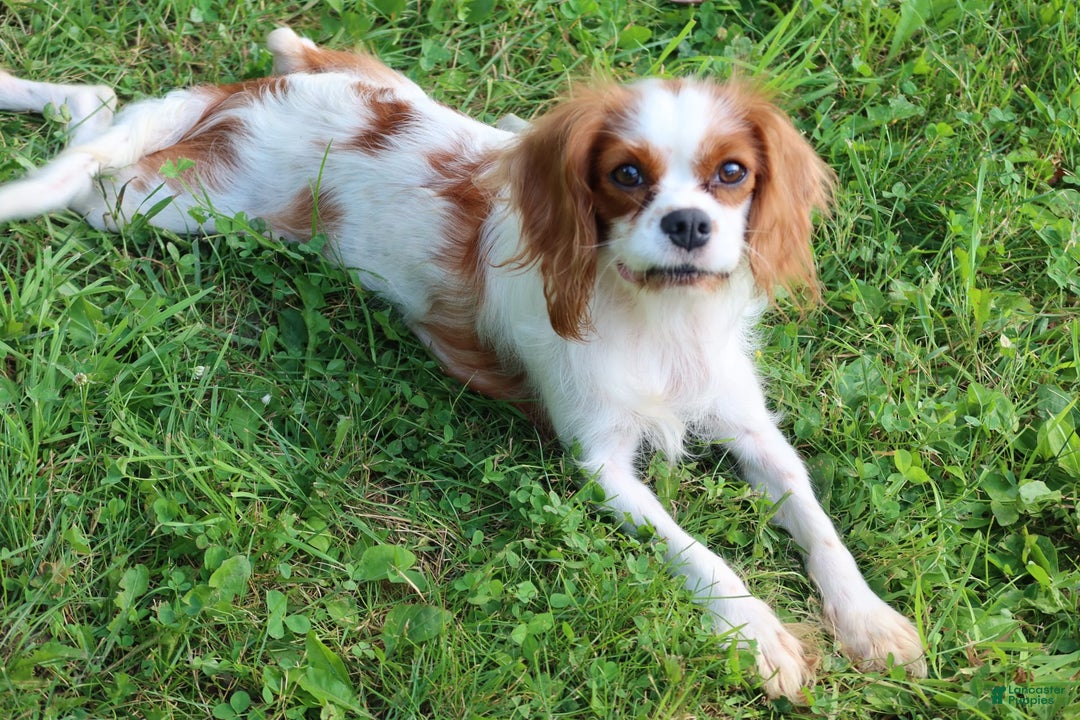 Cavalier King Charles Spaniel dogs for sale: Sage - Image 14