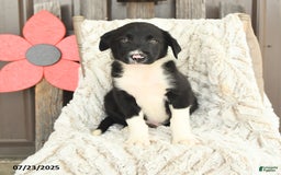 Border Collie dogs for sale: Nickles - Image 4